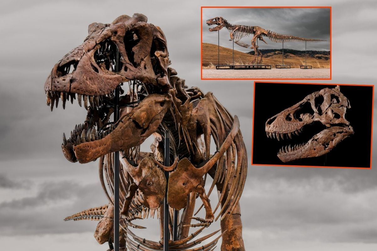67 milyon yasindaki t rex fosili 501 milyon dolara satildi ve simdiye kadar satilan en 3zz9uh83