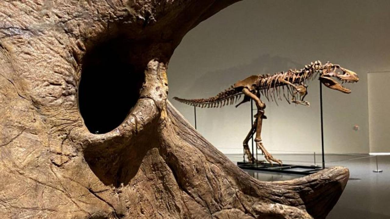 67 milyon yillik rekor nadir bulunan t rex iskeletine servet degerine alici Tpn21apK