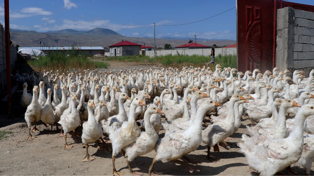 Hobi olarak basladigi iste koyunlarini da satip ciftlik kurdu her yil 800 yavru uretiyor 4J7HhUmc